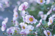 Monatsthema Blüten - Fotograf Olaf Kratge