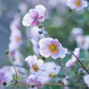 Monatsthema Blüten - Fotograf Olaf Kratge