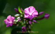 Monatsthema Blüten - Fotograf Clemens Schnitzler