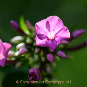 Monatsthema Blüten - Fotograf Clemens Schnitzler