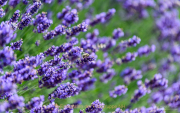 Monatsthema Blüten - Fotograf Clemens Schnitzler