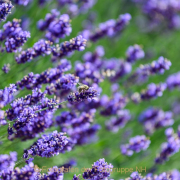 Monatsthema Blüten - Fotograf Clemens Schnitzler