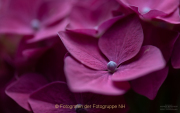 Monatsthema Blüten - Fotograf Clemens Schnitzler