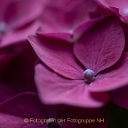 Monatsthema Blüten - Fotograf Clemens Schnitzler