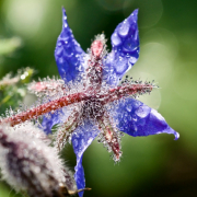 Monatsthema Blüten - Fotograf Henry Mann