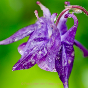 Monatsthema Blüten - Fotograf Henry Mann
