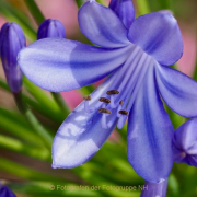 Monatsthema Blüten - Fotograf Henry Mann