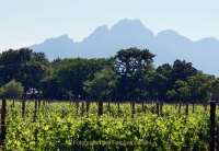 Monatsthema "alles was mit Wein zu tun hat" - Fotografin Anne Jeuk