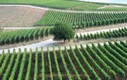 Monatsthema "alles was mit Wein zu tun hat" - Fotografin Anne Jeuk
