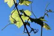 Monatsthema "alles was mit Wein zu tun hat" - Fotografin Anne Jeuk