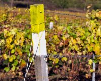 Monatsthema "alles was mit Wein zu tun hat" - Fotograf Henry Mann