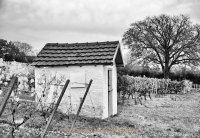 Monatsthema "alles was mit Wein zu tun hat" - Fotograf Henry Mann