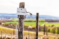 Monatsthema "alles was mit Wein zu tun hat" - Fotografin Jutta R. Buchwald