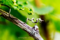 Monatsthema "alles was mit Wein zu tun hat" - Fotografin Jutta R. Buchwald