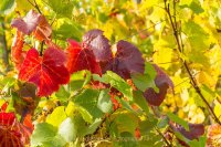 Monatsthema "alles was mit Wein zu tun hat" - Fotografin Jutta R. Buchwald