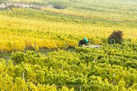 Monatsthema "alles was mit Wein zu tun hat" - Fotografin Jutta R. Buchwald