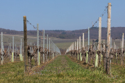 Monatsthema "alles was mit Wein zu tun hat" - Fotograf Werner Ch. Buchwald