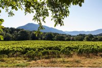 Monatsthema "alles was mit Wein zu tun hat" - Fotograf Werner Ch. Buchwald