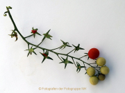 Monatsthema Biomüll - Fotografin Anne Jeuk