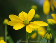 Monatsthema Blüten - Fotografin Anne Jeuk