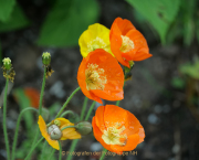 Monatsthema Blüten - Fotografin Anne Jeuk