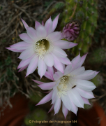 Monatsthema Blüten - Fotografin Anne Jeuk