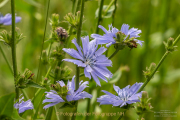 Monatsthema Blüten - Fotograf Clemens Schnitzler