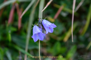 Monatsthema Blüten - Fotograf Clemens Schnitzler