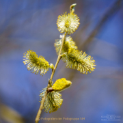 Monatsthema Blüten - Fotograf Clemens Schnitzler