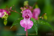 Monatsthema Blüten - Fotograf Clemens Schnitzler