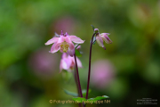 Monatsthema Blüten - Fotograf Clemens Schnitzler