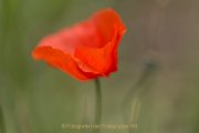 Monatsthema Blüten - Fotografin Jutta R. Buchwald
