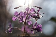 Monatsthema Blüten - Fotografin Jutta R. Buchwald