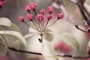 Monatsthema Blüten - Fotografin Nicole Gieseler