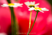 Monatsthema Blüten - Fotografin Nicole Gieseler