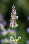 Monatsthema Blüten - Fotograf Olaf Kratge
