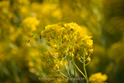 Monatsthema Blüten - Fotograf Olaf Kratge