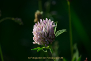 Monatsthema Blüten - Fotograf Olaf Kratge