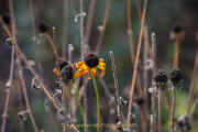 Monatsthema Blüten - Fotograf Olaf Kratge