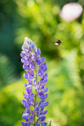 Monatsthema Blüten - Fotograf Olaf Kratge