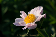 Monatsthema Blüten - Fotograf Olaf Kratge