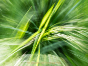 Frühlingsgrün - Fotografin Anne Jeuk