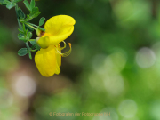 Frühlingsgrün - Fotografin Anne Jeuk