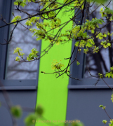 Frühlingsgrün - Fotografin Anne Jeuk