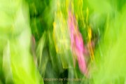 Frühlingsgrün - Fotografin Jutta R. Buchwald