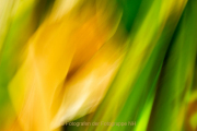 Frühlingsgrün - Fotografin Jutta R. Buchwald