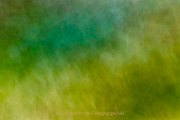 Frühlingsgrün - Fotografin Jutta R. Buchwald