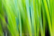 Frühlingsgrün - Fotografin Jutta R. Buchwald