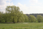 Frühlingsgrün - Fotograf Werner Ch. Buchwald