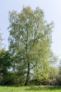 Frühlingsgrün - Fotograf Werner Ch. Buchwald